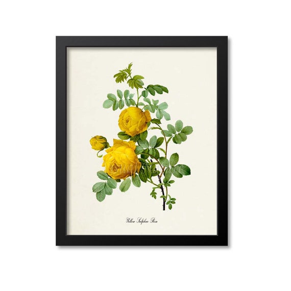 Yellow Sulphur Rose Botanical Floral Art Print