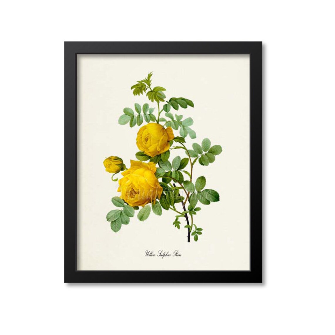 Yellow Sulphur Rose Botanical Floral Art Print