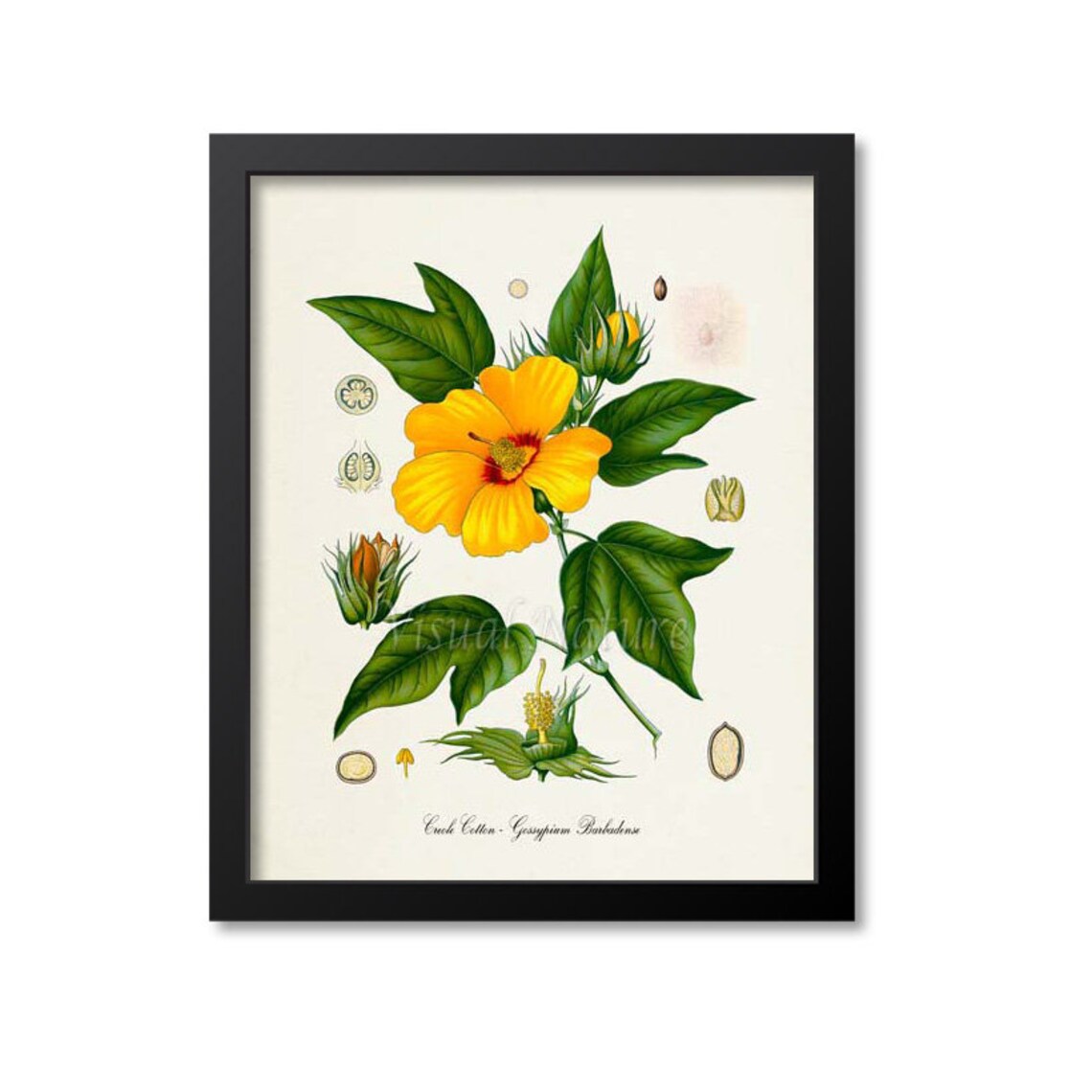 Creole Cotton Botanical Art Print, Gossypium Barbadense