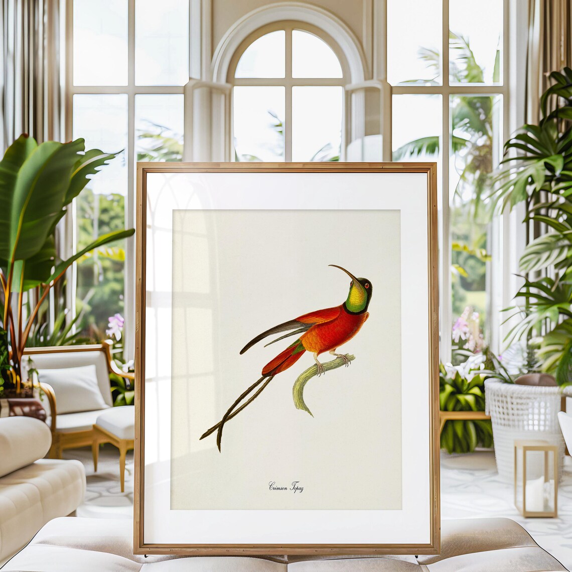 Crimson Topaz Hummingbird Scarlet Vintage Natural History Poster - Image 3