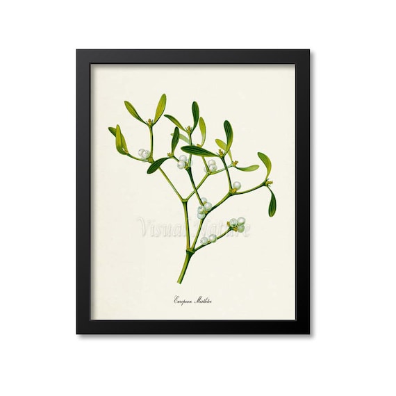 European Mistletoe Botanical Art Print, Wall Art