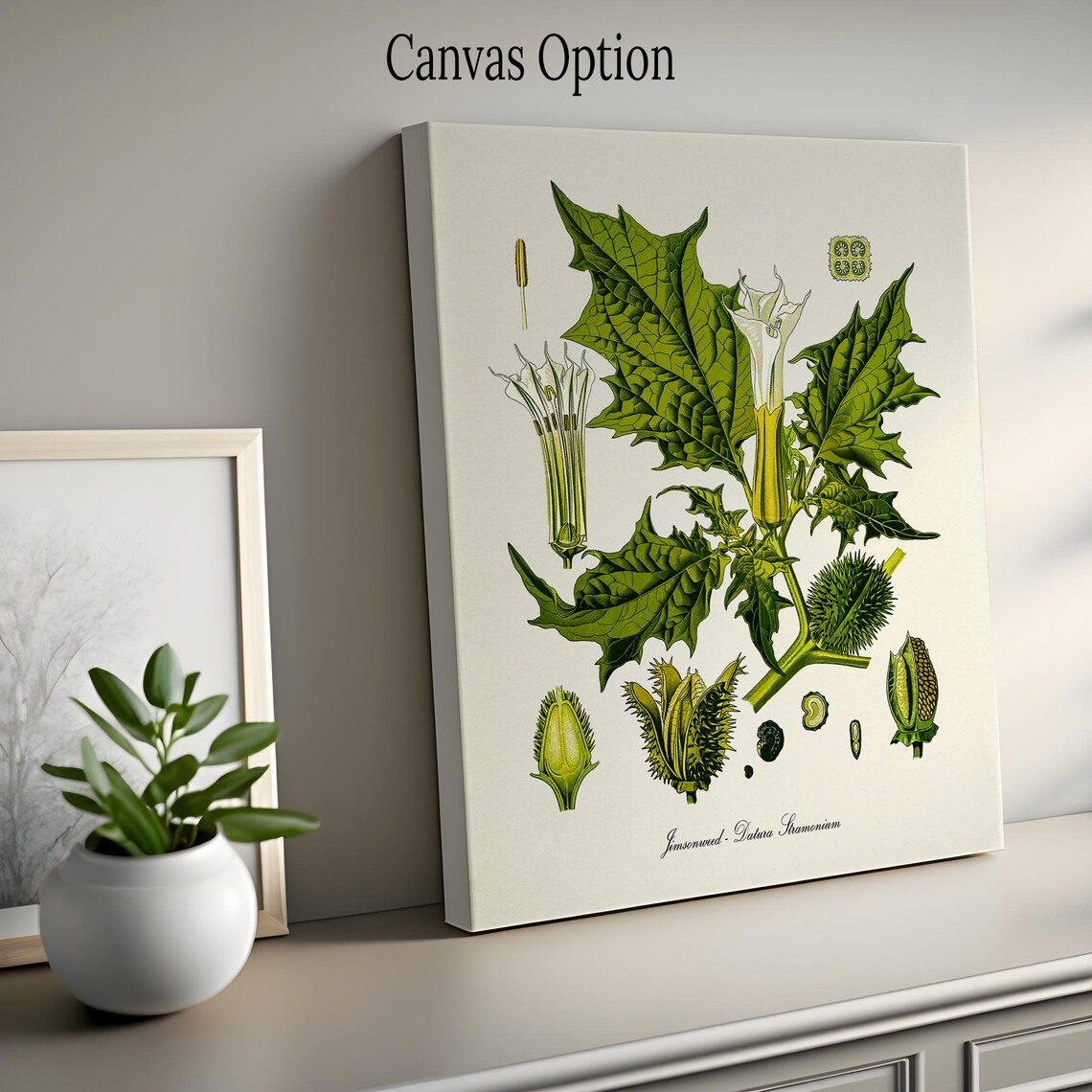 Jimsonweed Botanical Art Print, Datura Stramonium - Image 2