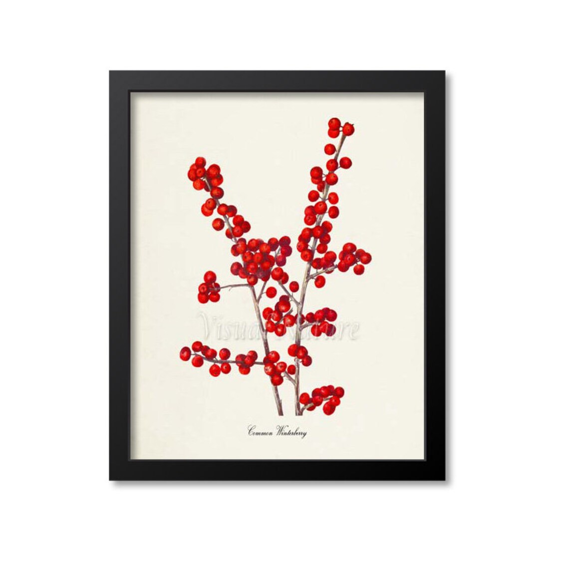 Common Winterberry Botanical Art Print, Holly Berry