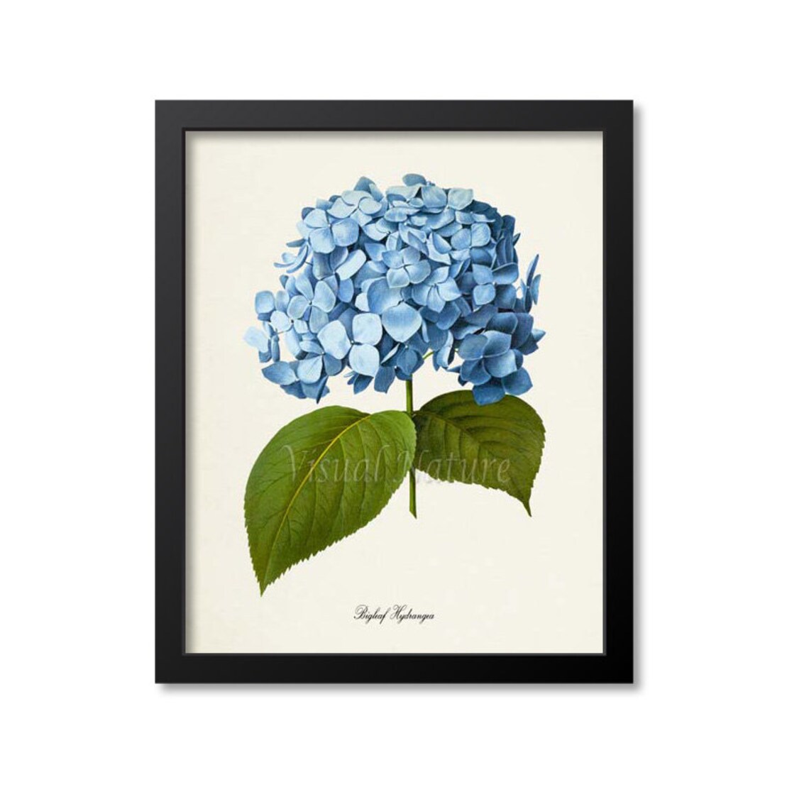 Bigleaf Hydrangea Botanical Art Print, Blue Flower