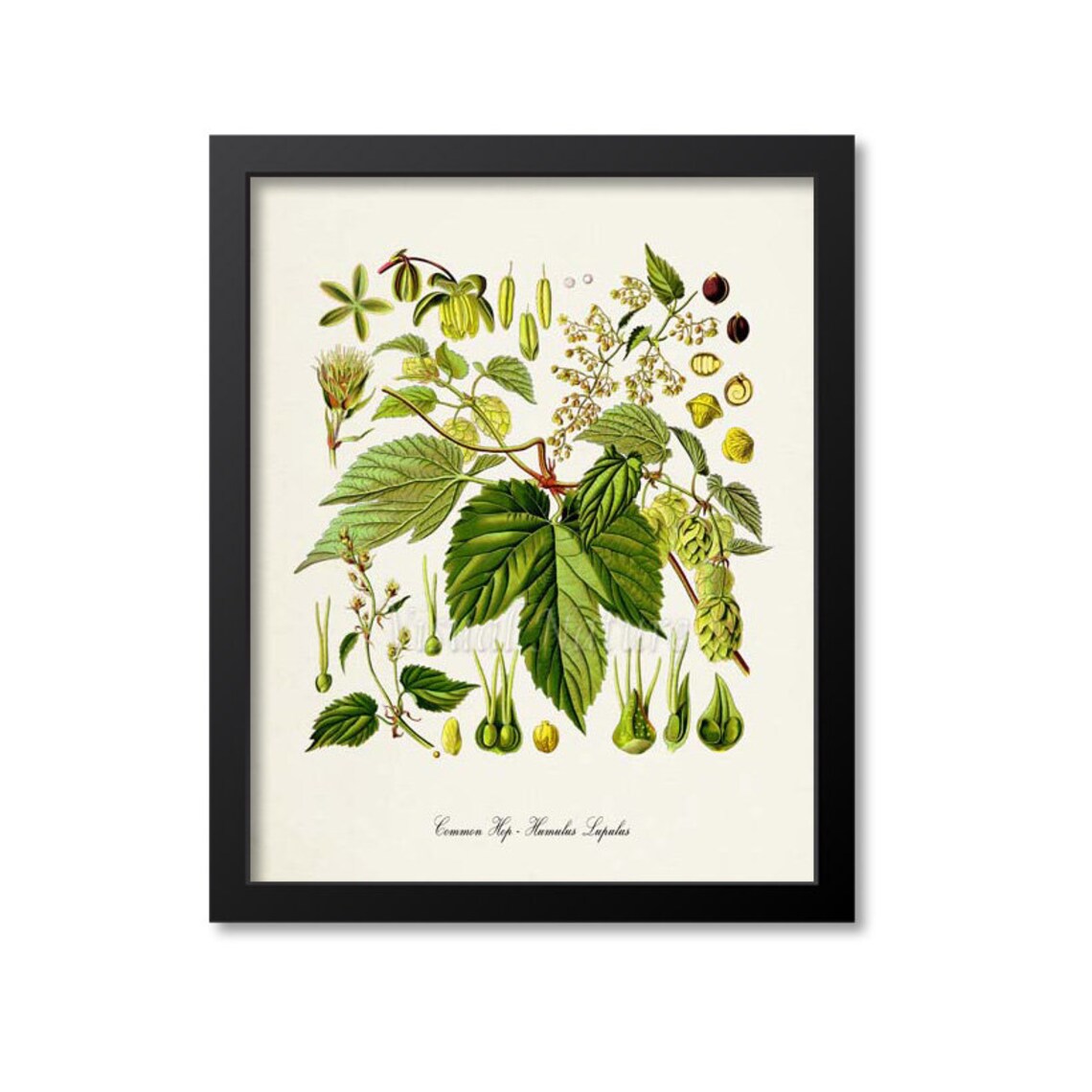 Common Hop Botanical Art Print, Humulus Lupulus