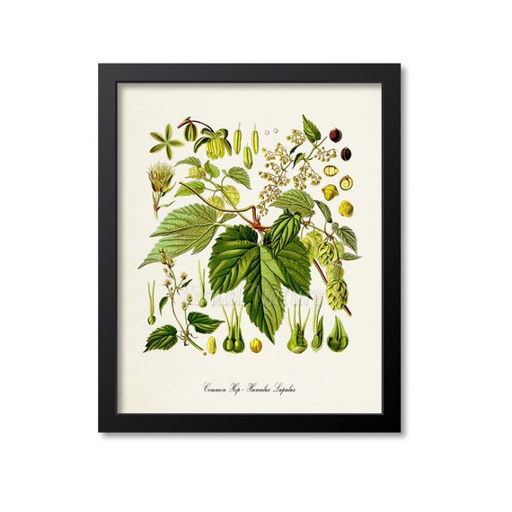Common Hop Botanical Art Print, Humulus Lupulus