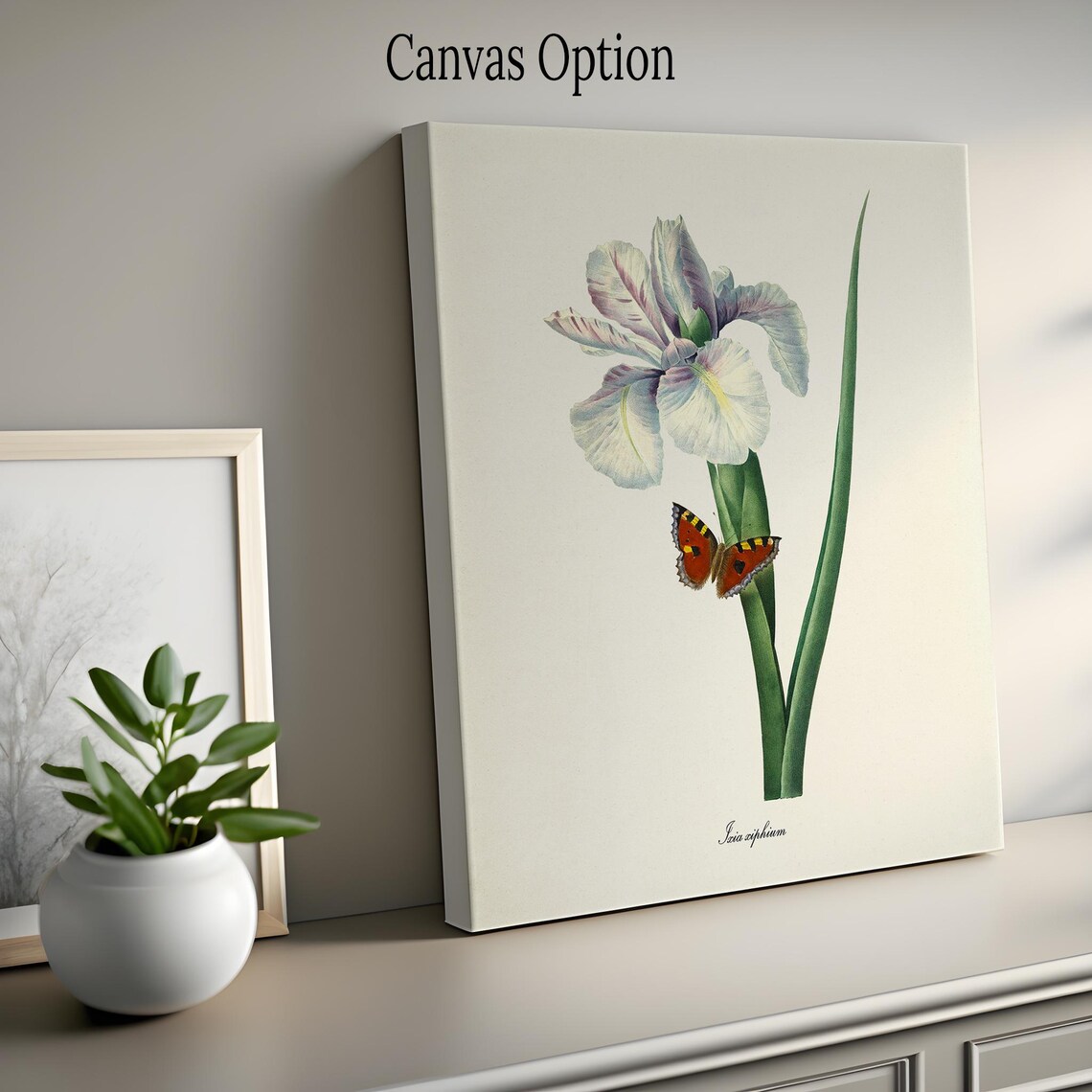 Spanish Iris Ixia Xiphium Botanical Art Print - Image 2