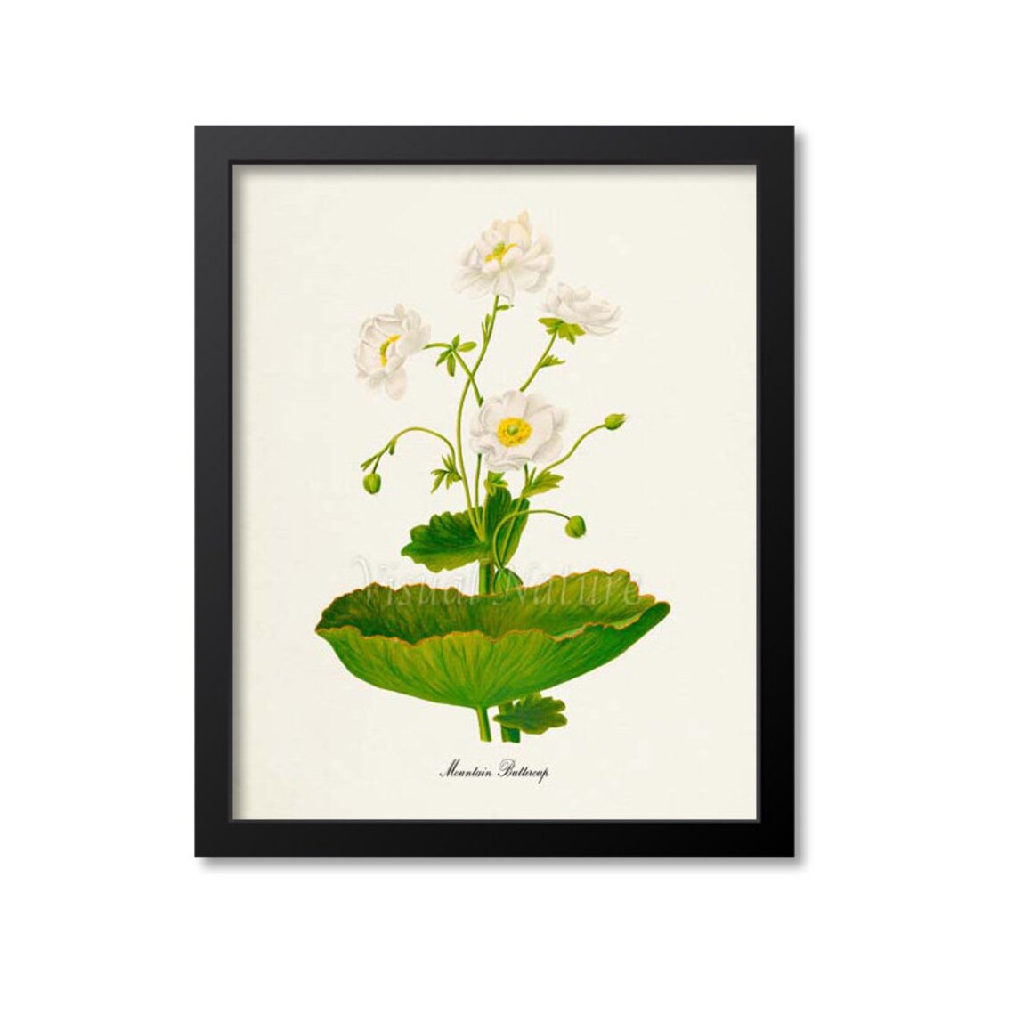 Mountain Buttercup Botanical Art Print, White Ranunculus