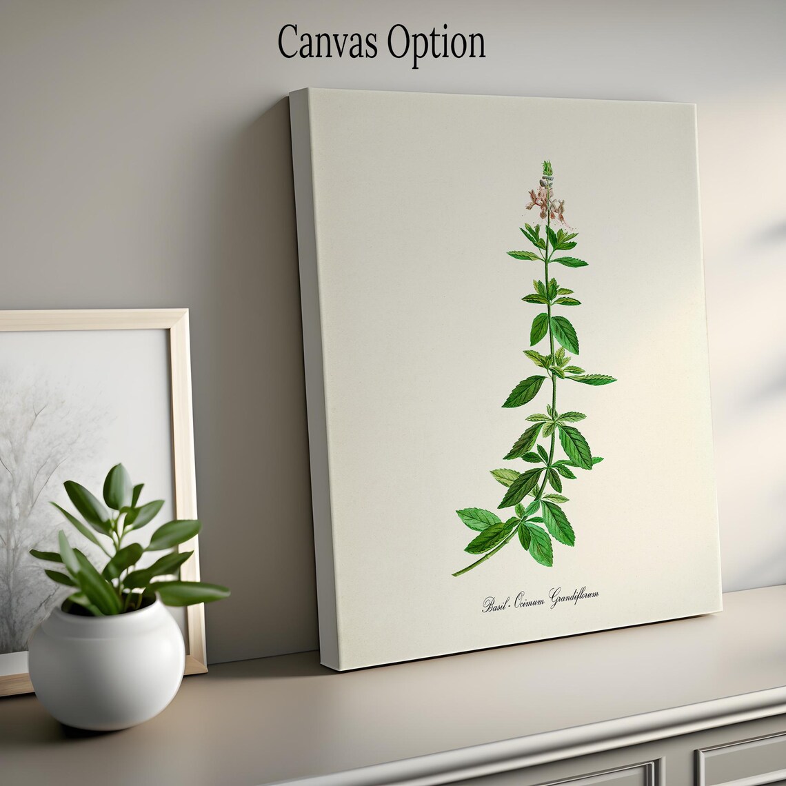 Basil Botanical Art Print, Ocimum Grandiflorum - Image 2