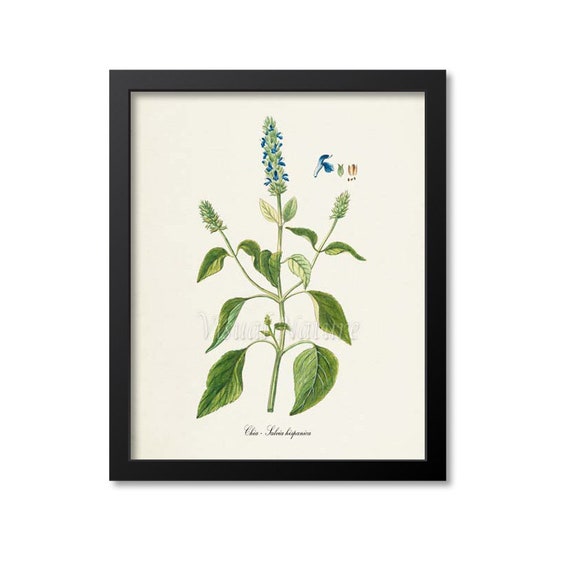 Chia Flower Botanical Art Print, Blue Salvia Hispanica