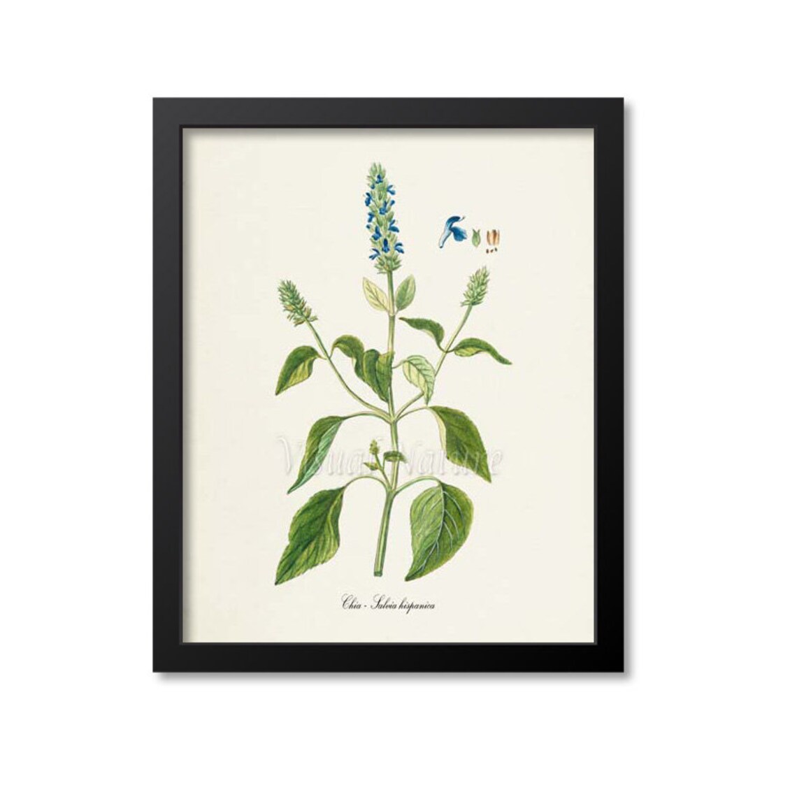Chia Flower Botanical Art Print, Blue Salvia Hispanica