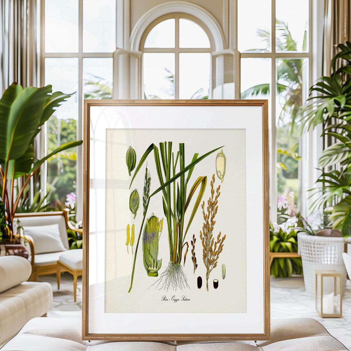 Rice Botanical Art Print, Oryza Sativa Kitchen Decor - Image 3