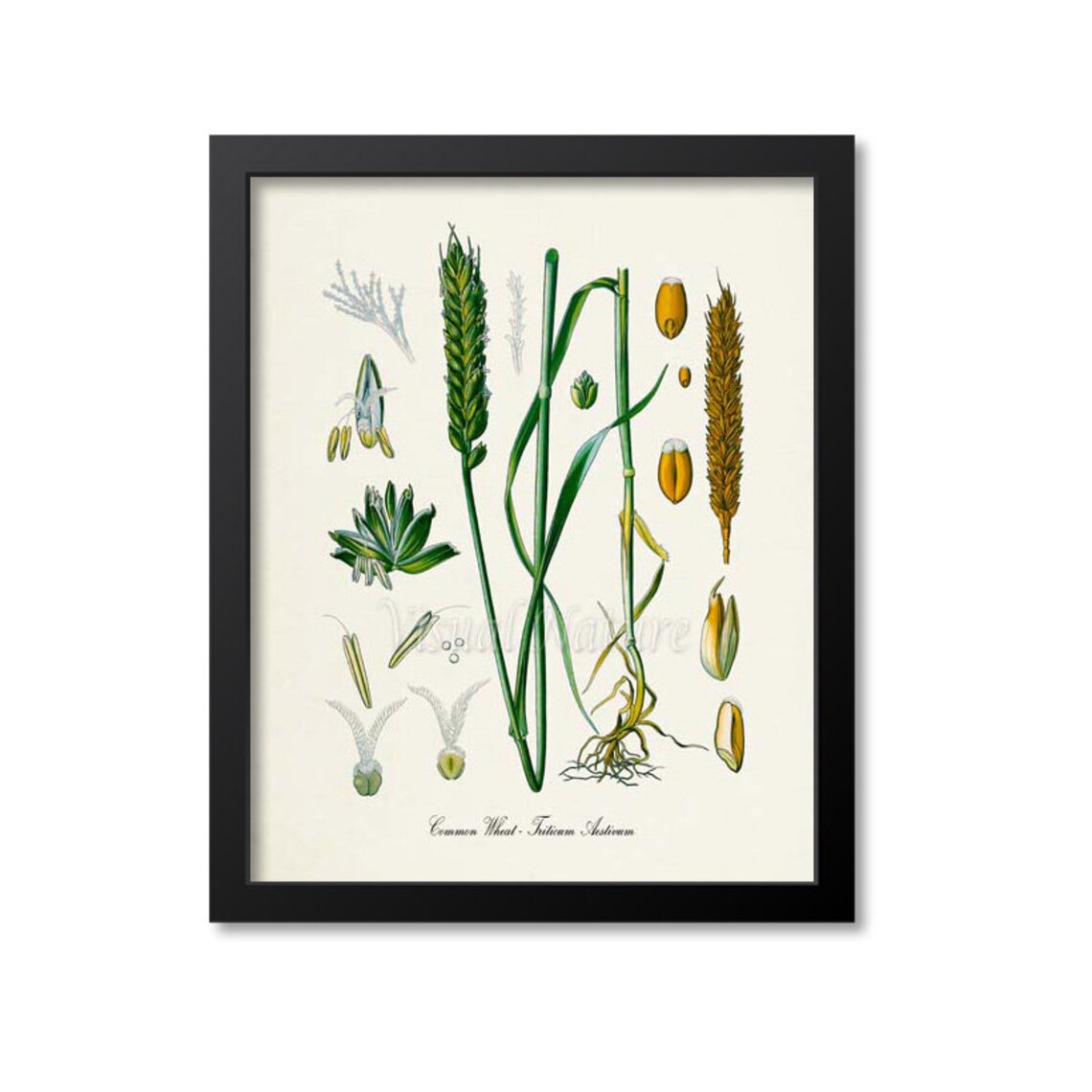 Common Wheat Botanical Art Print, Triticum Aestivum