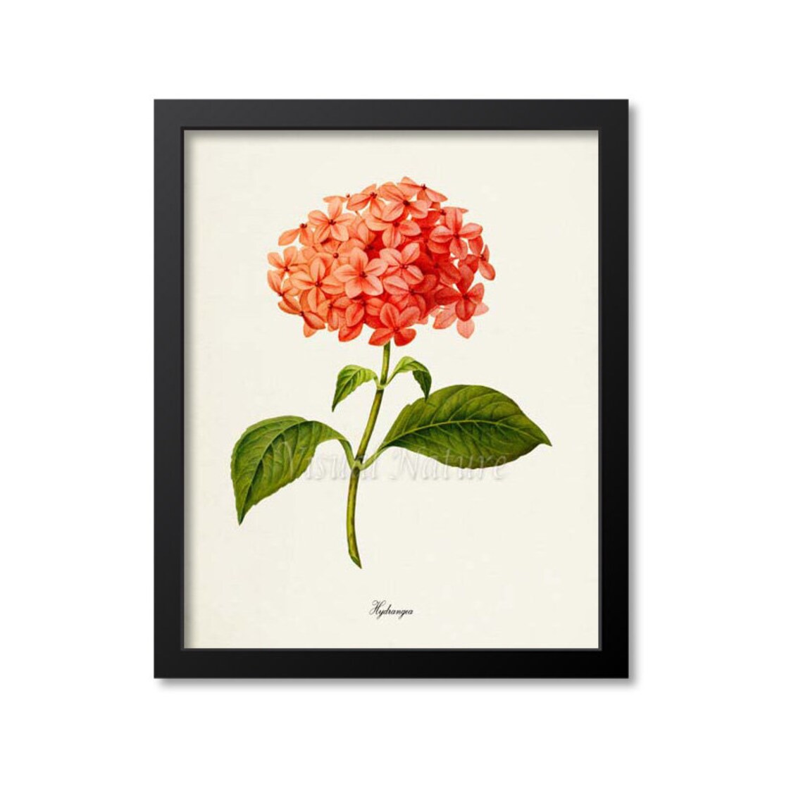 Hydrangea Botanical Art Print, Floral Wall Decor