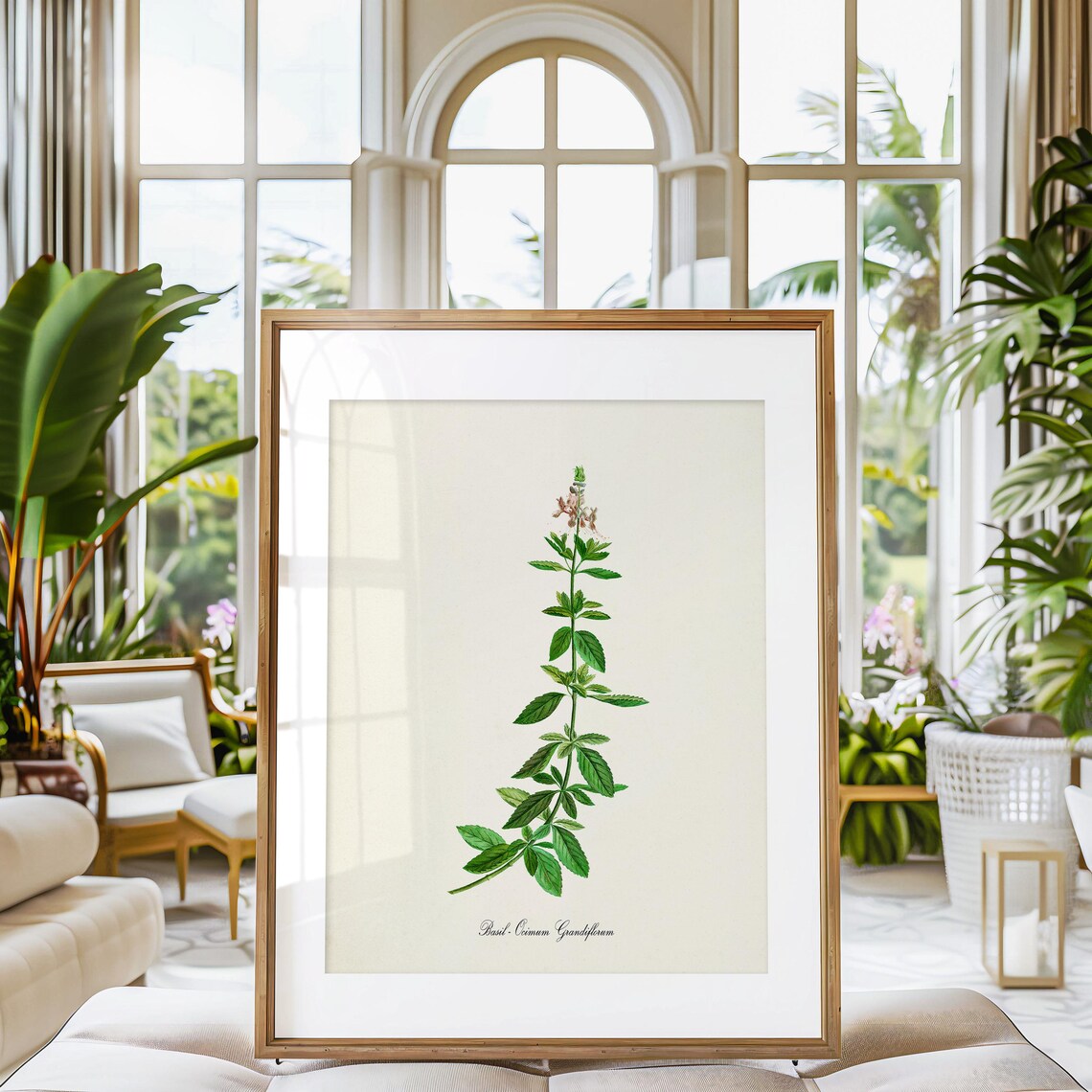 Basil Botanical Art Print, Ocimum Grandiflorum - Image 3