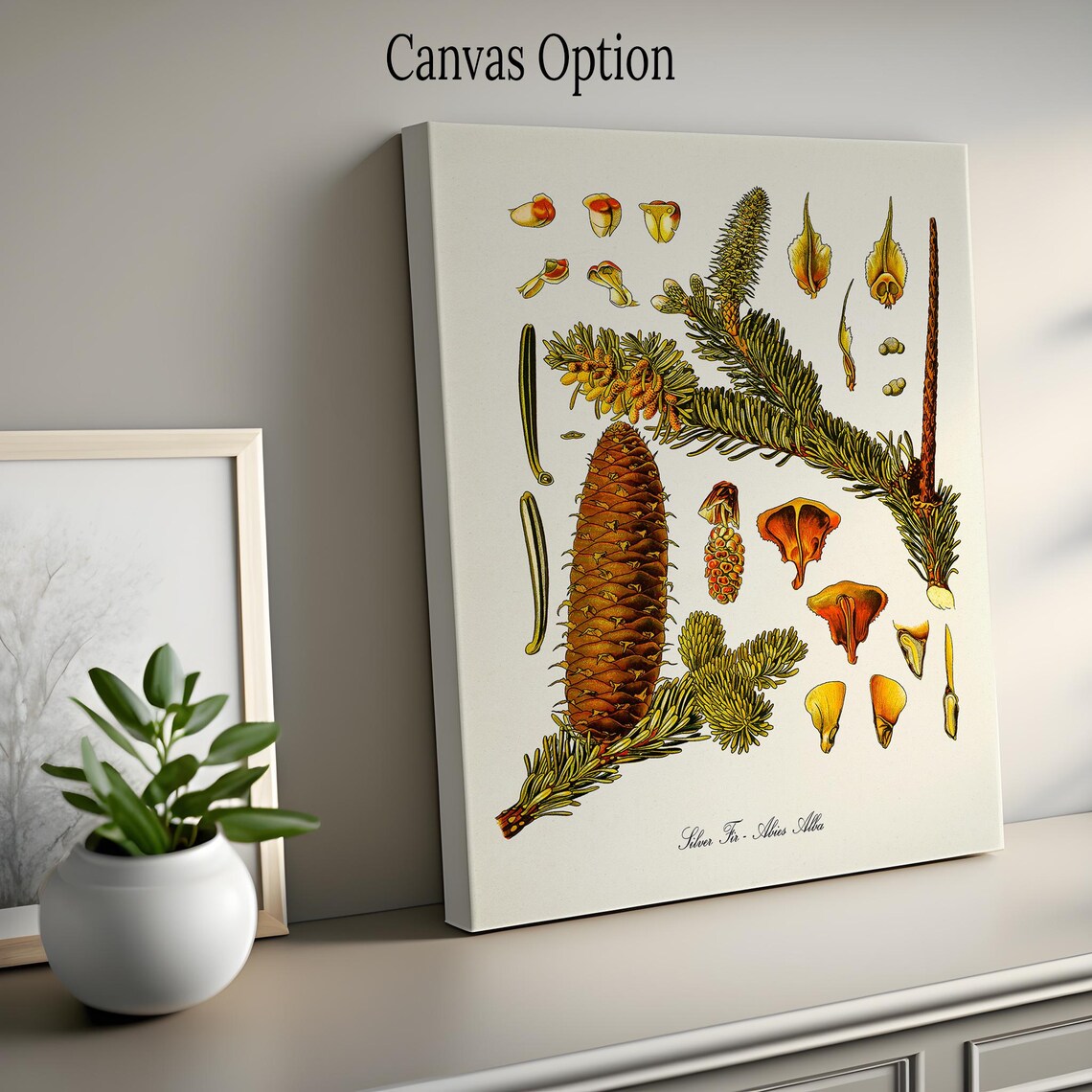 Silver Fir Botanical Art Print, Kitchen Wall Art - Image 2