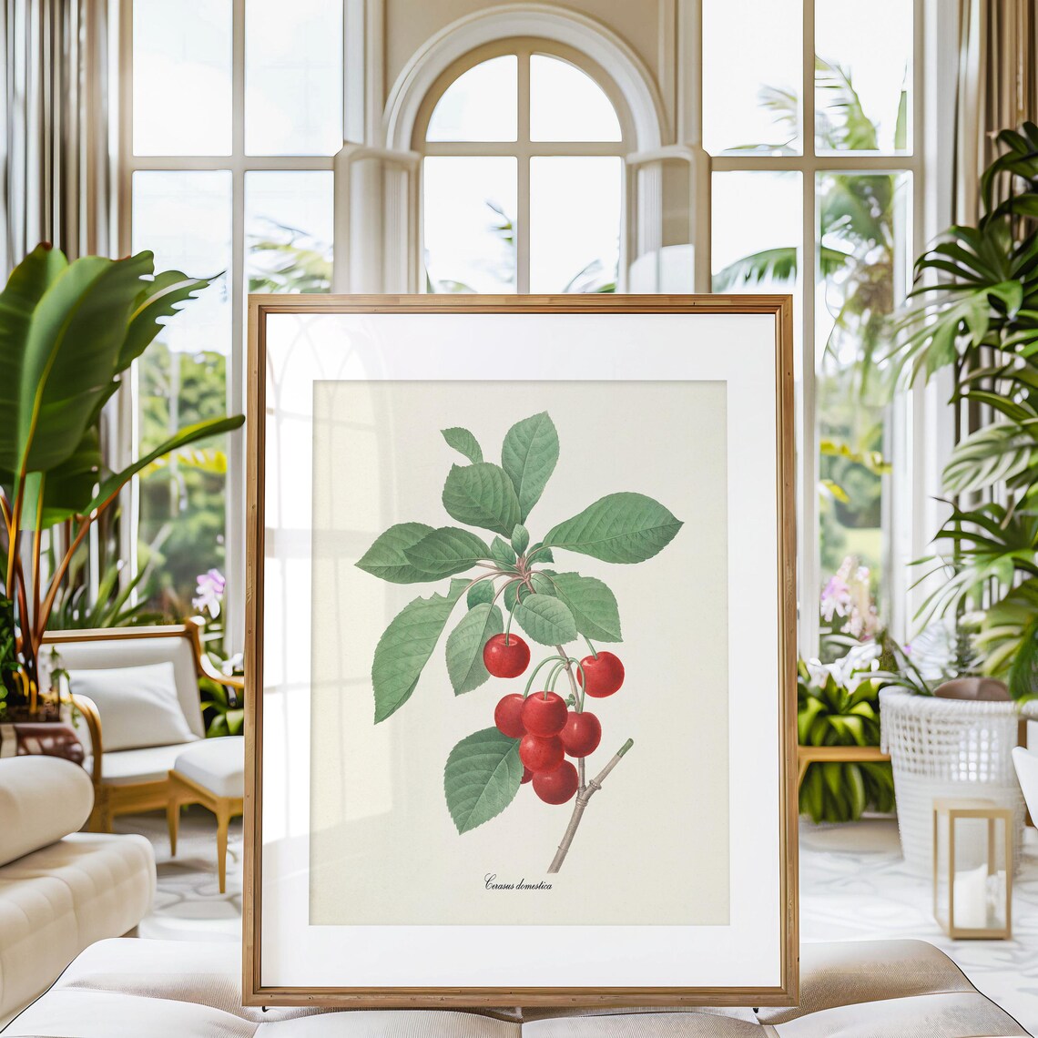 Cherry Botanical Art Print, Redoute Fruit Study - Image 3