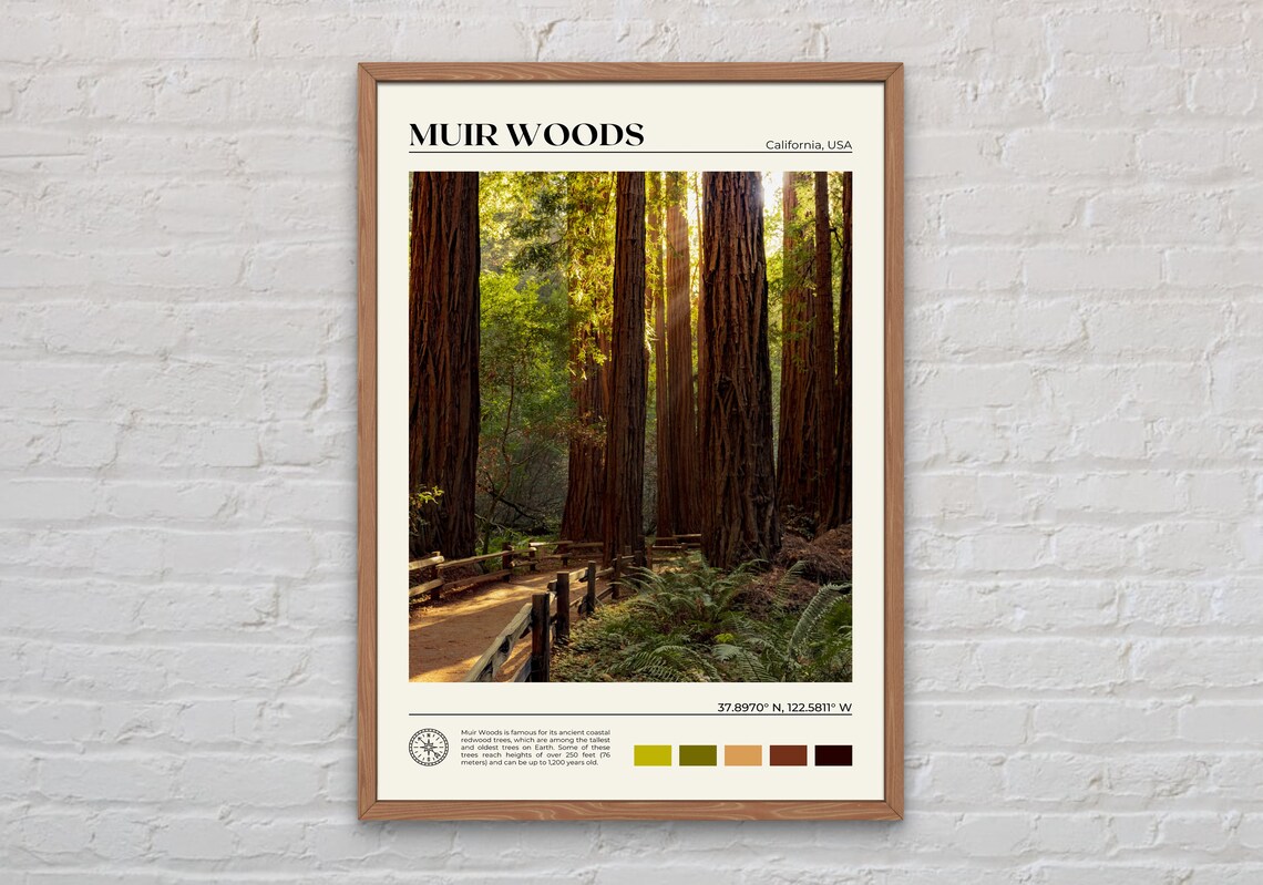 Muir Woods National Monument Travel Poster