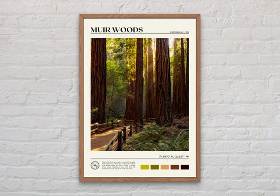 Muir Woods National Monument Travel Poster