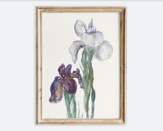 Vintage Colorful Wild Irises Flowers Still Life Wall Art Print Floral Watercolor Painting Antique Moody Farmhouse Botanical Poster Vp375