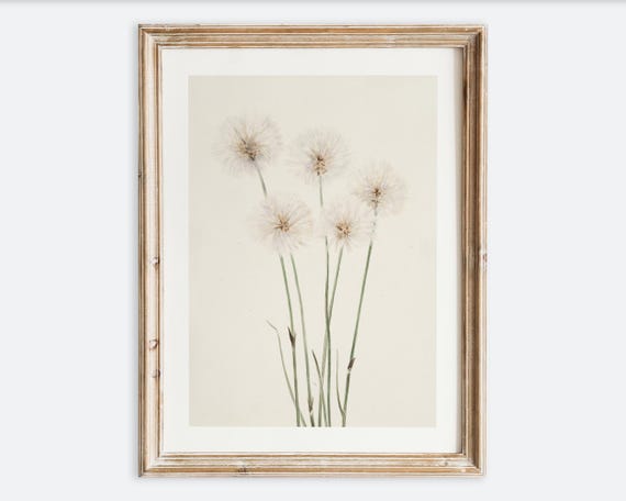 Vintage Botanical Flower Foliage Drawing Still Life Wall Art Print Rustic Neutral Floral Sketch Antique Minimalist Farmhouse Poster Vp267