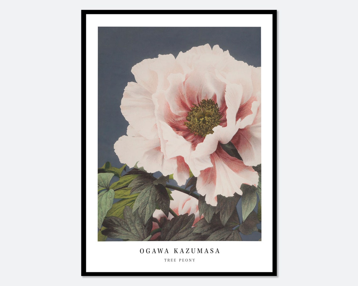 Ogawa Kazumasa Tree Peony Flowers Vintage Japanese Photograph Botanical Art Print Antique Japanese Floral Painting Japanese Poster Ok02