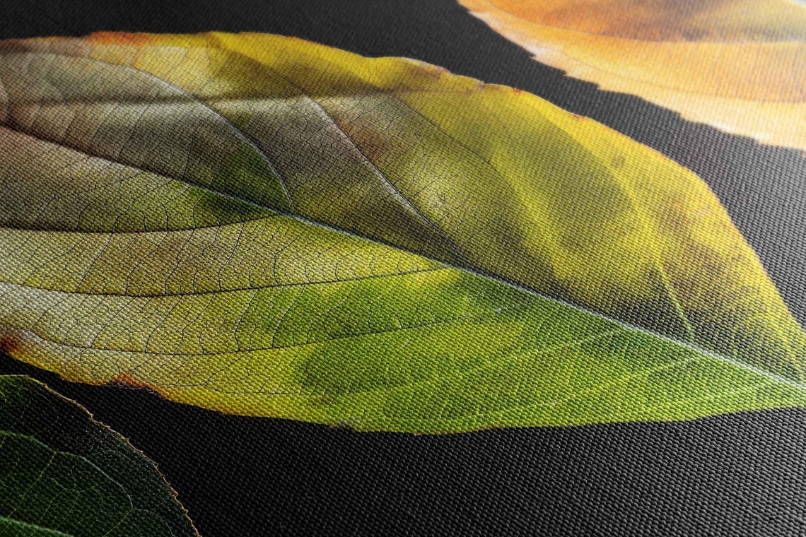 Four Fall Leaves Green To Red Color Progression Black Photo Poster - Image 2