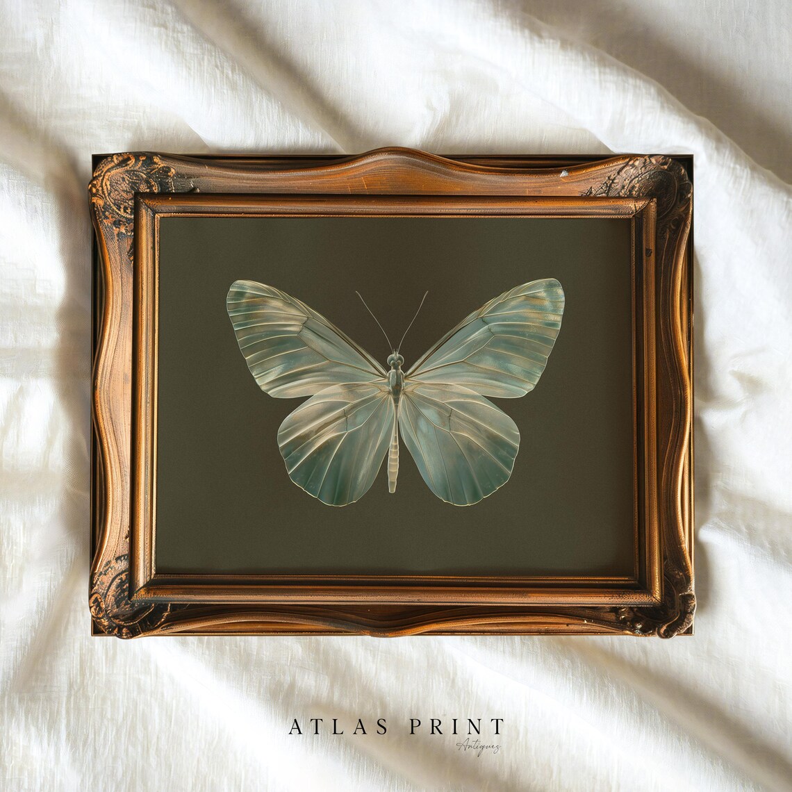 Pale Blue Butterfly Dark Olive Antique Style Vintage Insect Poster