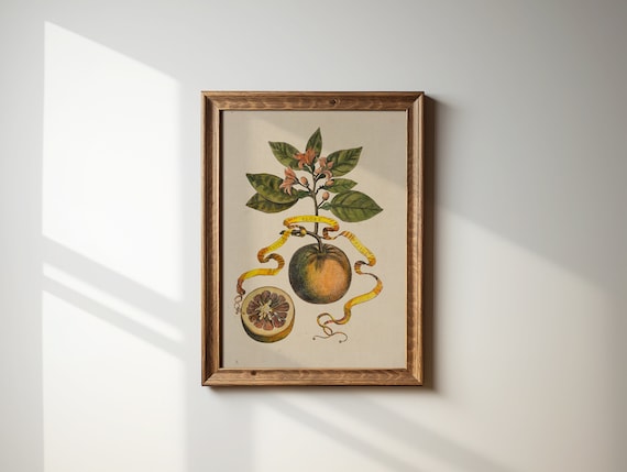 Oranges Still Life Botanical Art Print, Cottage Core Decor