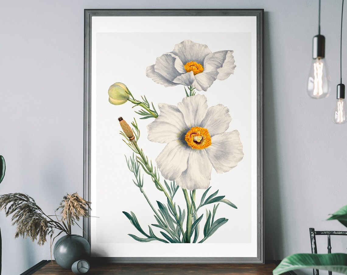 Matilija Poppy Flower Antique Botanical Poster