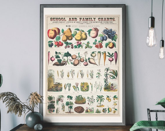 Vintage Botanical Print Antique Botany Chart Nature Art Fruit And Vegetable Wall
