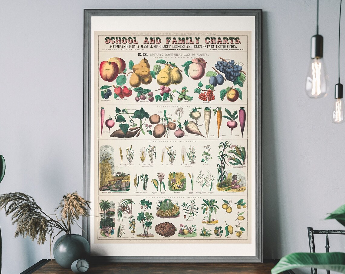 Vintage School And Family Charts Botanical Fruit And Vegetable Print