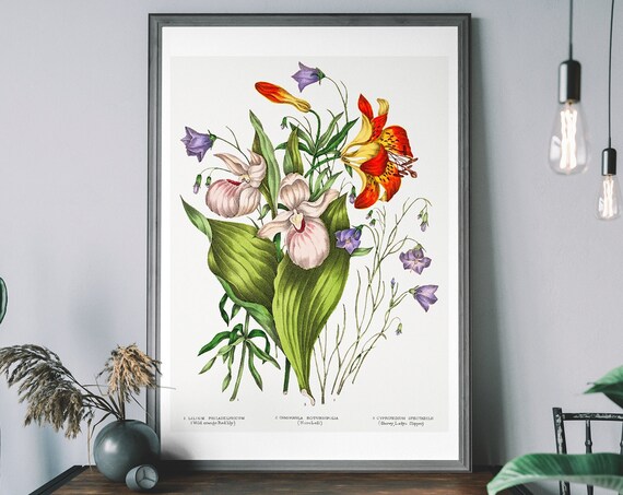 Wild Flowers Vintage Botanical Diagram Antique Plant Illustration Wall Art