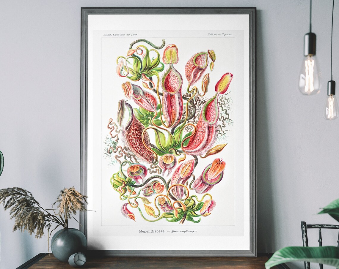 Vintage Pitcher Plant Botanical Art Print