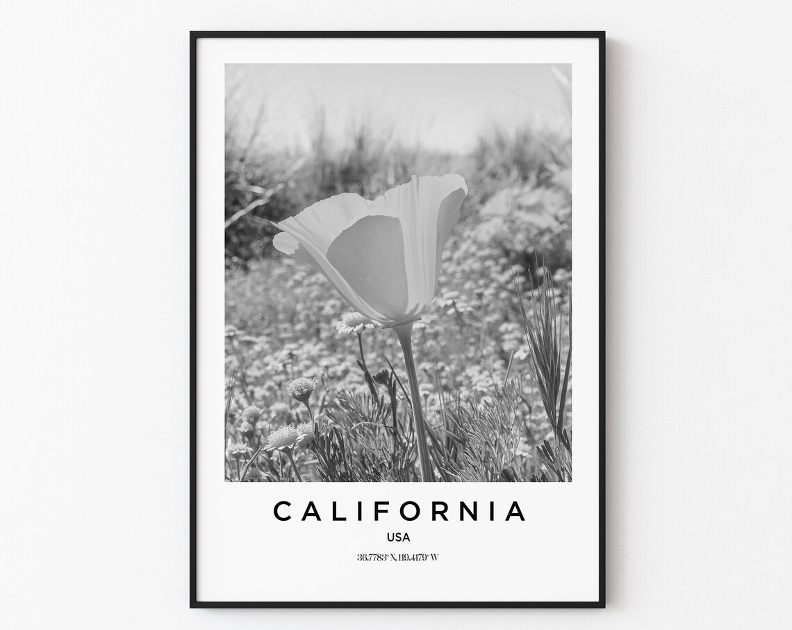 California USA Poppy Wildflower Field Macro Black White Photo Poster