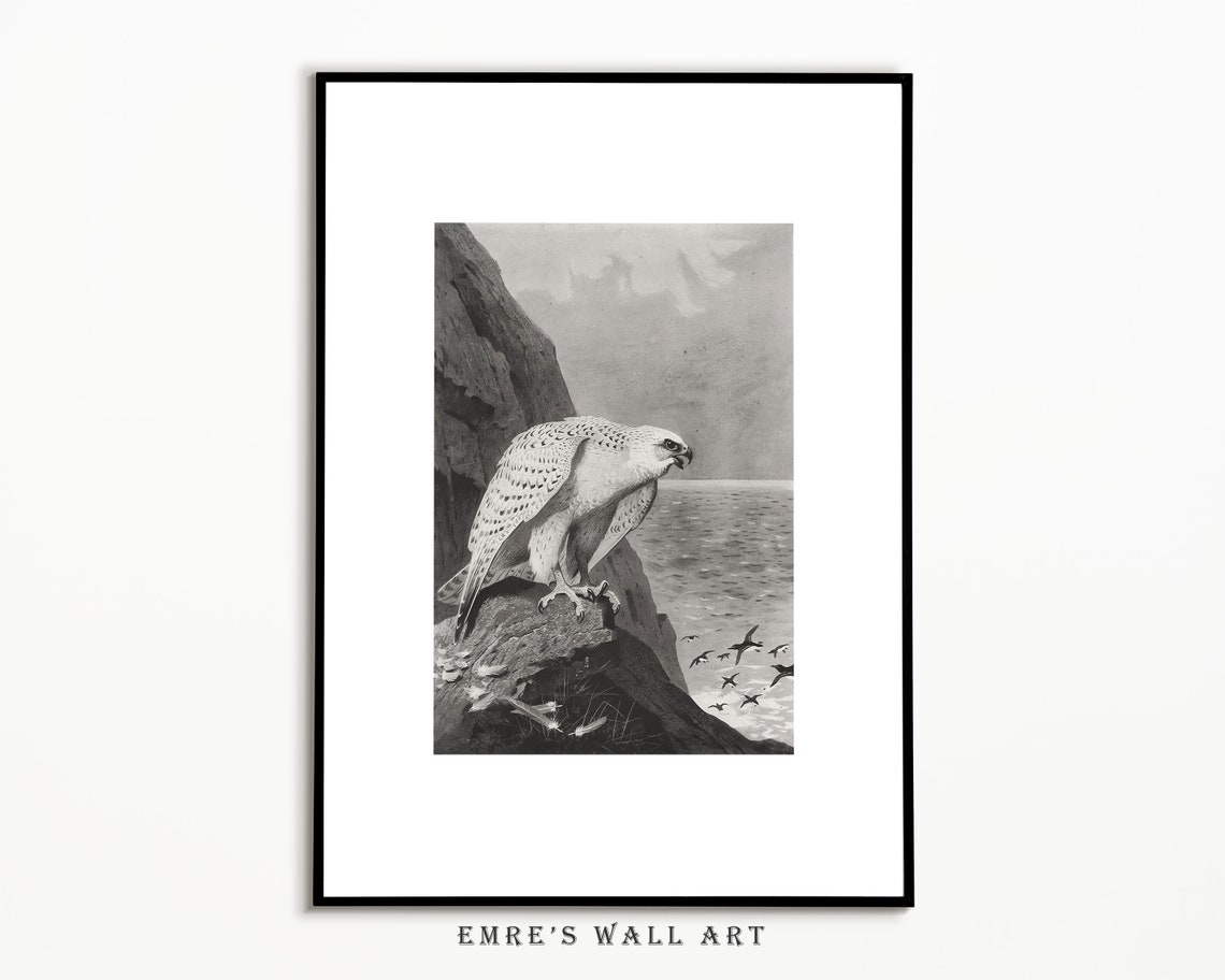Falcon Vintage Bird Sketch Art Print - Image 4