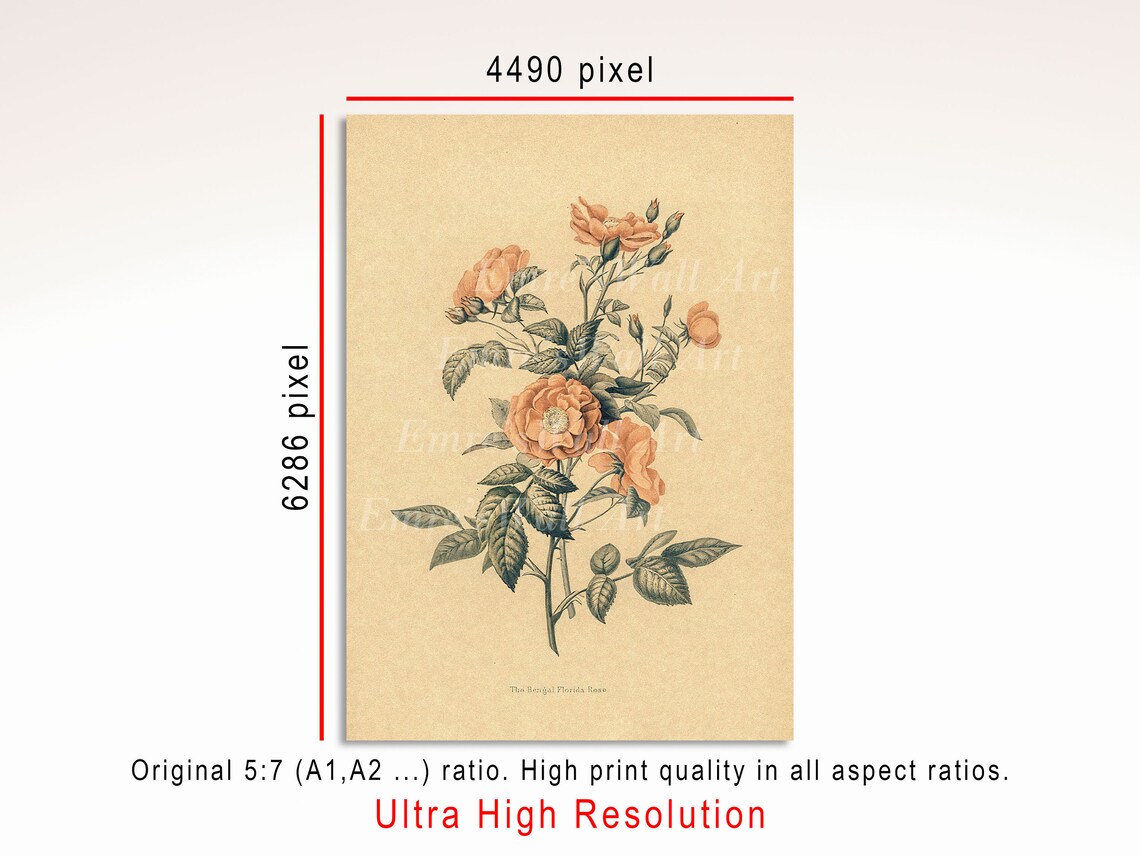 Vintage Botanical Rose Drawing Art Print - Image 3