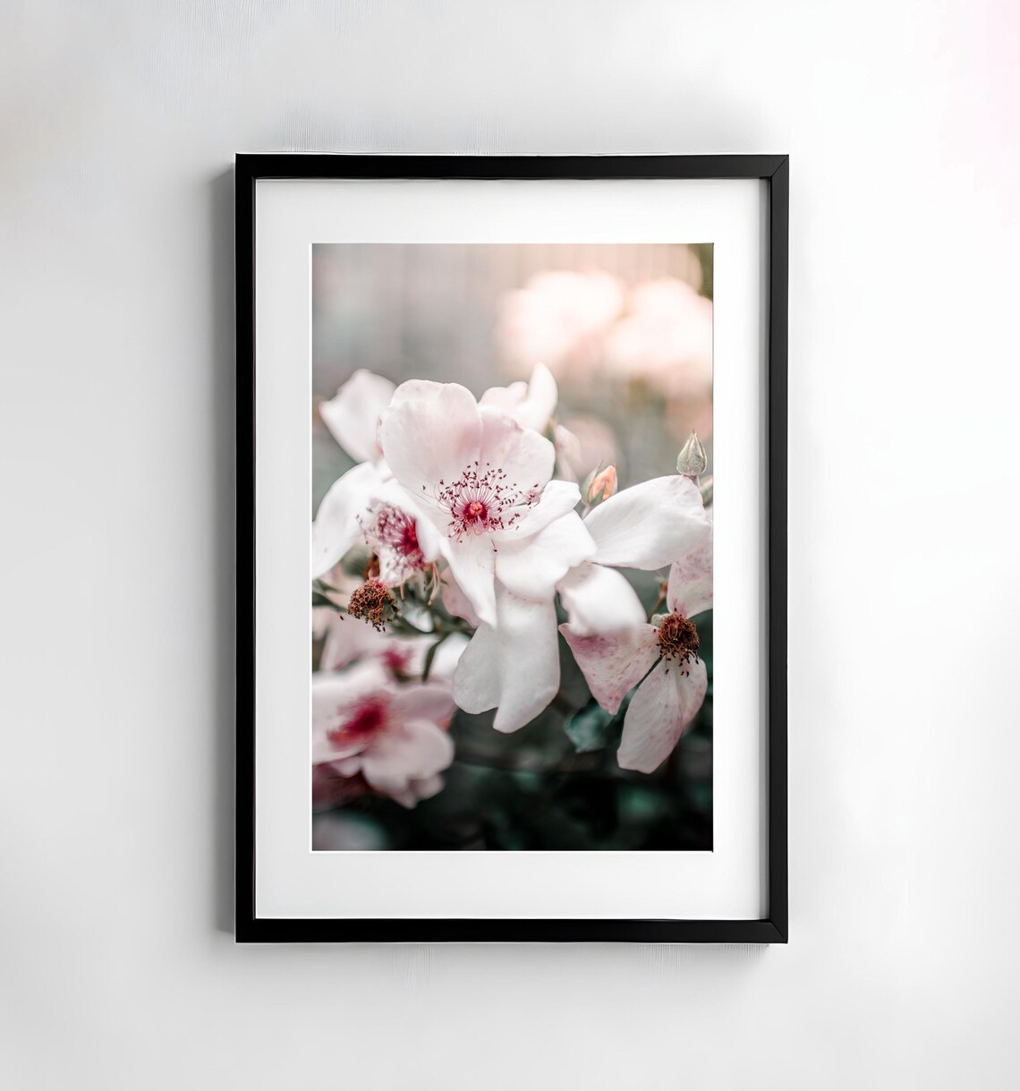 Pale Pink Wild Roses Blooming in Soft Light Macro Photo Poster