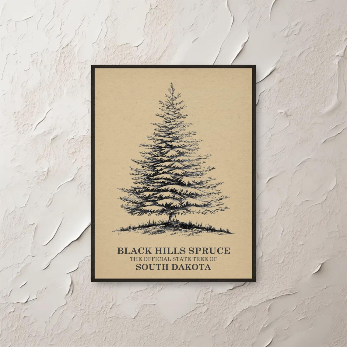 Black Hills Spruce Wall Art South Dakota Tree Print Botanical Illustration Vintage Artwork Nature Decor Home Office