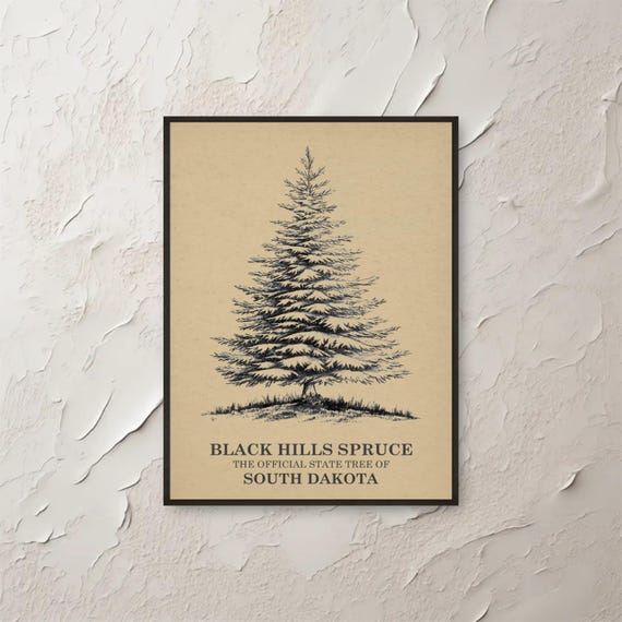 Black Hills Spruce Wall Art South Dakota Tree Print Botanical Illustration Vintage Artwork Nature Decor Home Office