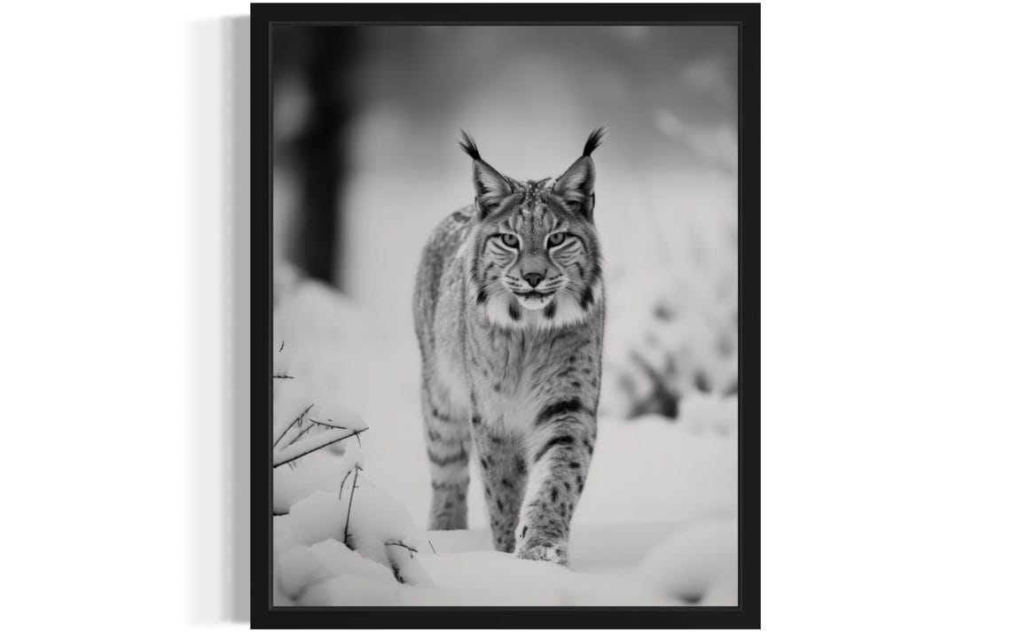 Lynx Walking Through Snowy Forest Black and White Photo Poster