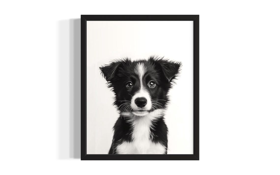 Young Border Collie Puppy Photo Black White Portrait Dog Poster