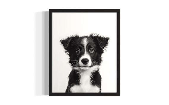 Young Border Collie Puppy Photo Black White Portrait Dog Poster