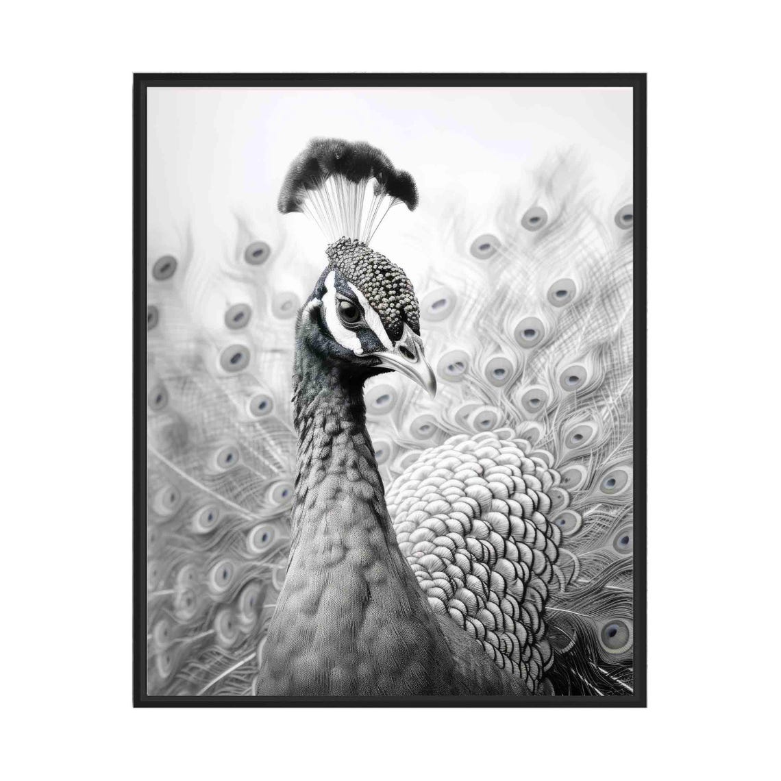 Majestic Peacock with Fanned Tail Portrait in Black and White Poster