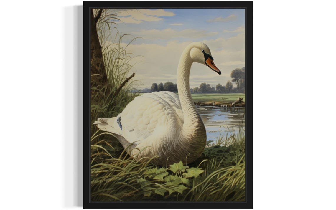 Mute Swan Resting in Tall Grass by the River Vintage Waterfowl Poster