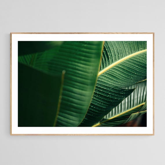 Tropical Botanical Photograph, Palm Tree Art