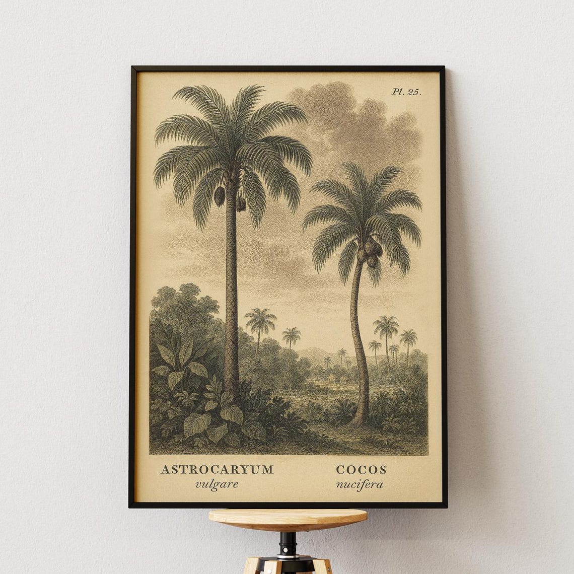 Vintage Palm Tree Botanical Art Print, Tropical Study