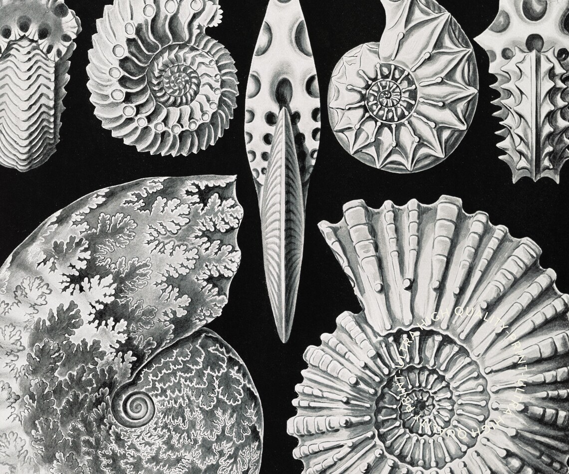 Ernst Haeckel Ammonitida Fossil Shells Black Vintage Natural History Poster - Image 5