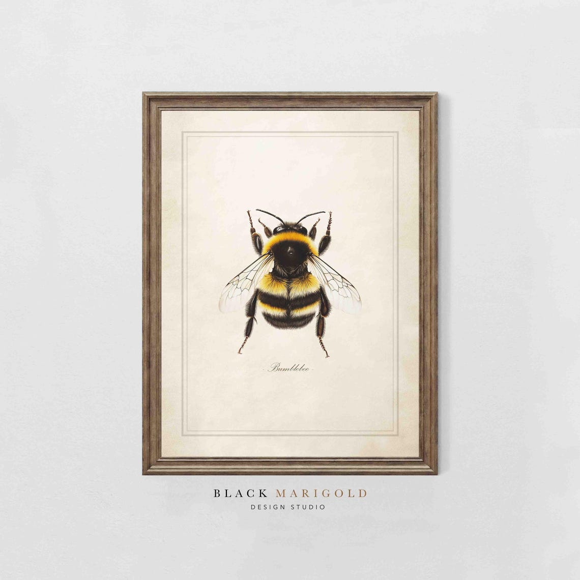 Bumblebee Vintage Scientific Insect Study Illustration Poster