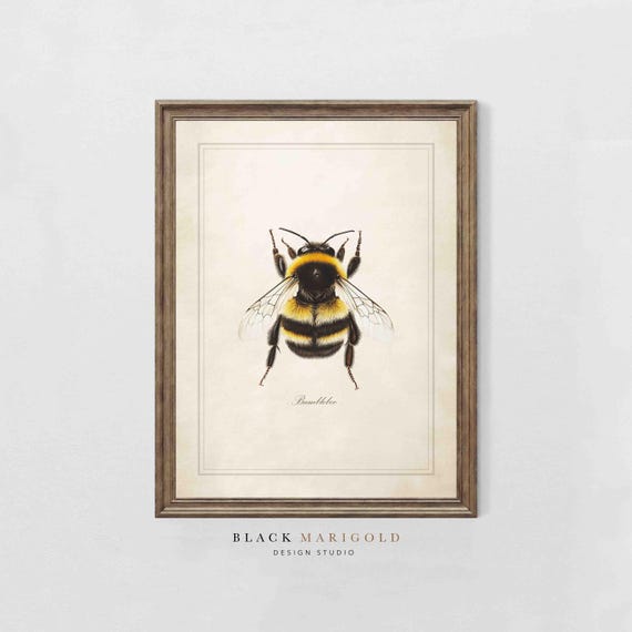 Bumblebee Scientific Poster Art Vintage Insect Wall Art